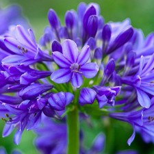 Agapanthus 'Brilliant Blue' (African Lily) 9cm Pot - Hardy Perennial evergreen