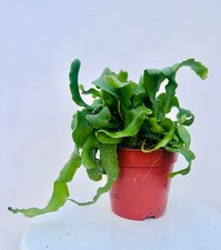 Epiphyllum guatamalense -