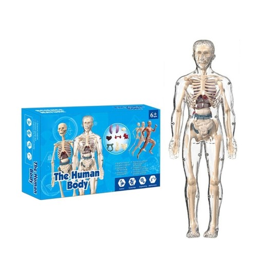 Human skeleton anatomy model - skeleton,
