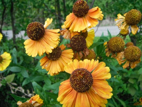 Helenium autumnale sahins - 20, x