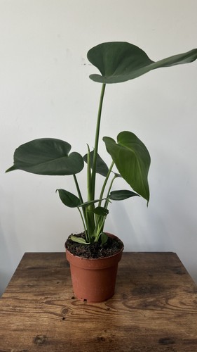 Monstera swiss cheese plant - monstera,