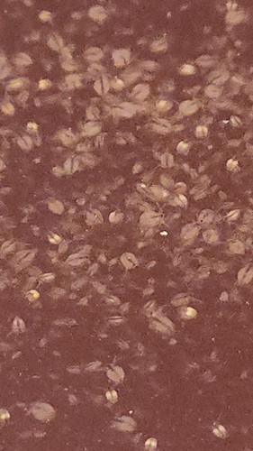1000 moina starter culture - 1000,