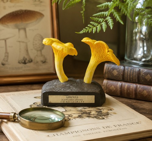 Vintage deyrolle chanterelle - deyrolle,