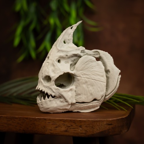 Red bellied piranha skull - piranha,
