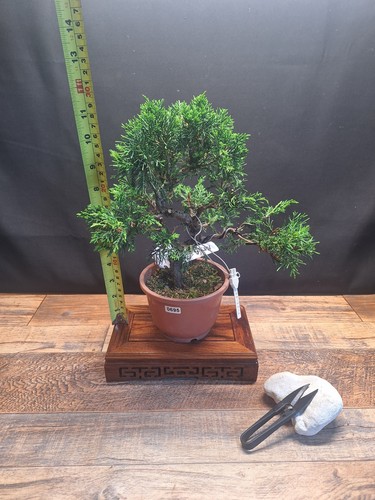 Shape japanese itoigawa - s,