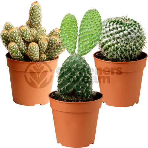Cactus mix plants house - cactus,