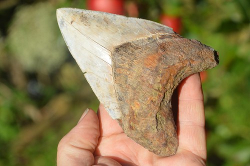 Lovely genuine megalodon - ,