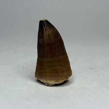 XL Fossil Mosasaur Tooth - Dinosaur Tooth - Cretaceous - Morocco - Mosasaurus