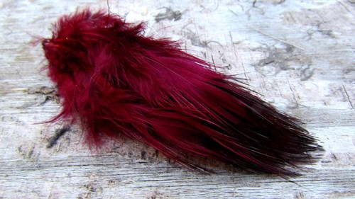 Ifs bleached golden pheasant - ifs,