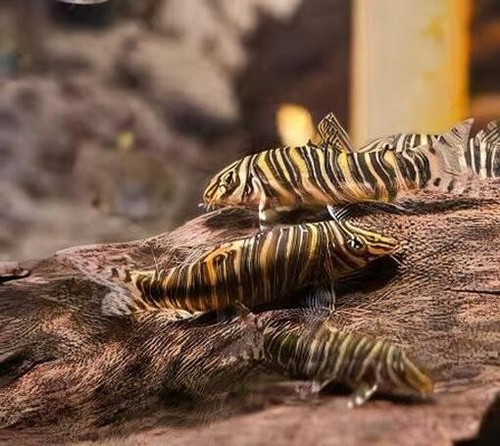 Pack zebra loach - 4-pack,