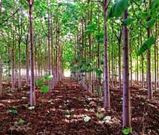 EXTRA CLEAN Paulownia "Shan Tong" Seeds, Kiri Tree, Chin. Blue Curl Tree