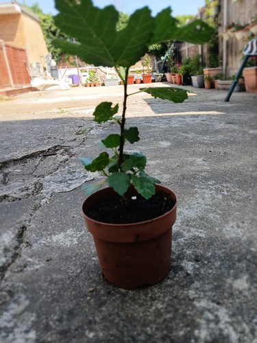 Fig potted seedling - (ficus),
