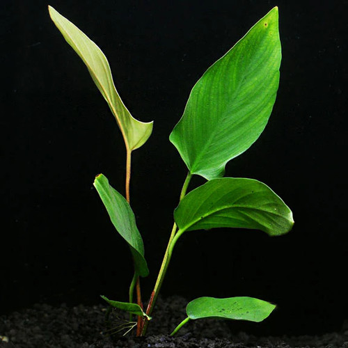 Anubias hastifolia large live - large,