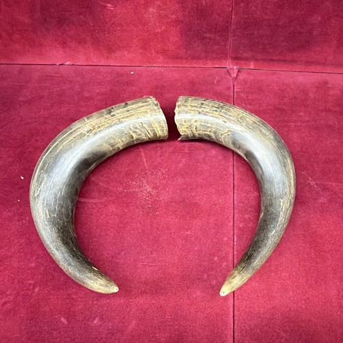 Buffalo horns display - , pieces