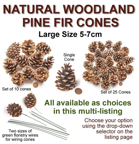 Large real pine - pine, fir
