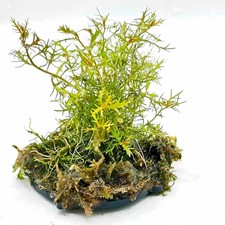 Aquarium Java Moss & Plant Pad