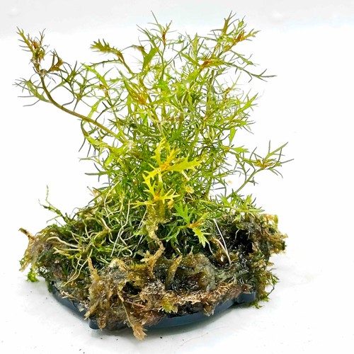 Aquarium java moss plant - aquarium, pad