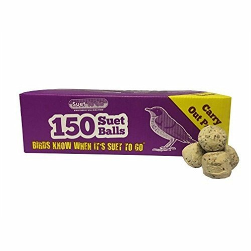Suet insect and - suet,