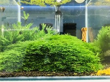 Riccardia Chamedrifolia 2 Portions Aquarium Mousse