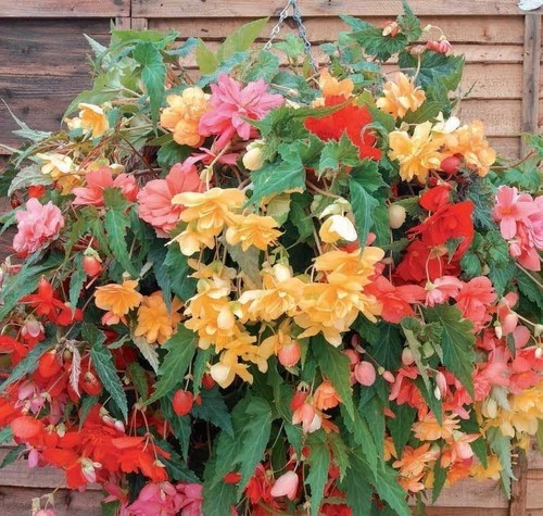 Trailing begonia double - trailing,