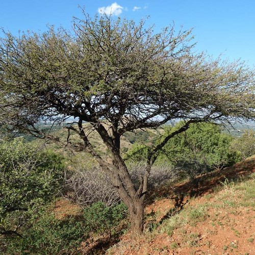 Acacia nilotica - (vachellia),