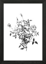 Vintage Engraved Botanical