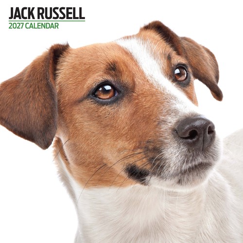 Jack russell 2027 - jack,
