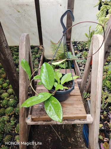 Hoya carnosa with small - carnosa,