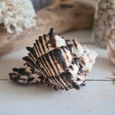 Vintage BLACK MUREX SHELL 1970s Seashell Conch Muricanthus Nigritus 10-11cm