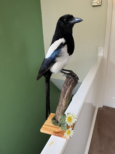 Taxidermy magpie this not - taxidermy, is