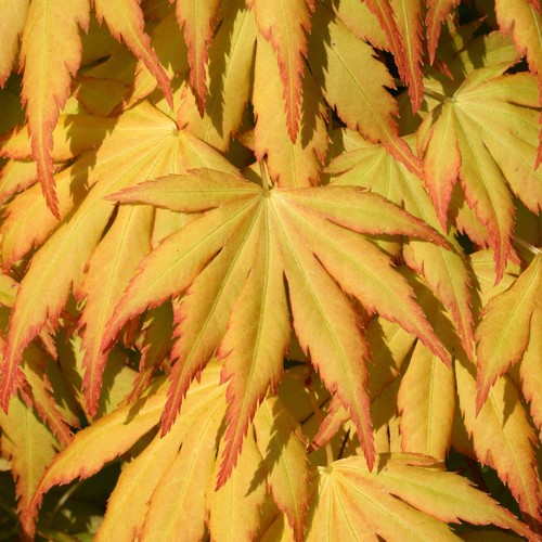 Acer palmatum katsura - katsura,