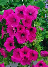 x3 Petunia Surfinia Hot Pink