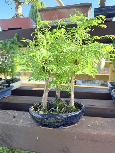 Redwood forest bonsai - redwood,