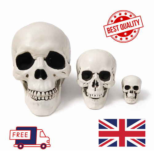 Human skull replica - replica, model