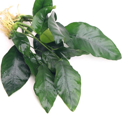 K2aqua anubias barteri var - 2x,
