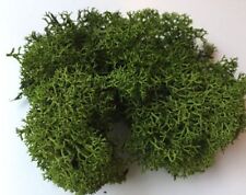 DARK GREEN Reindeer Moss