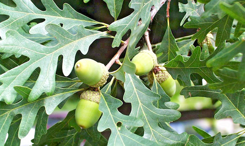 Eastern white oak acorns - white,