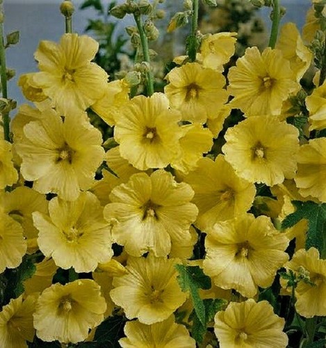 Yellow hollyhocks alcea seeds - yellow,