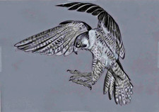 Original colour pencil drawing