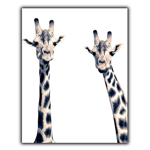 Giraffe giraffes metal print - giraffes,