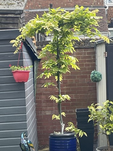 Wisteria umbrella plant - umbrella,