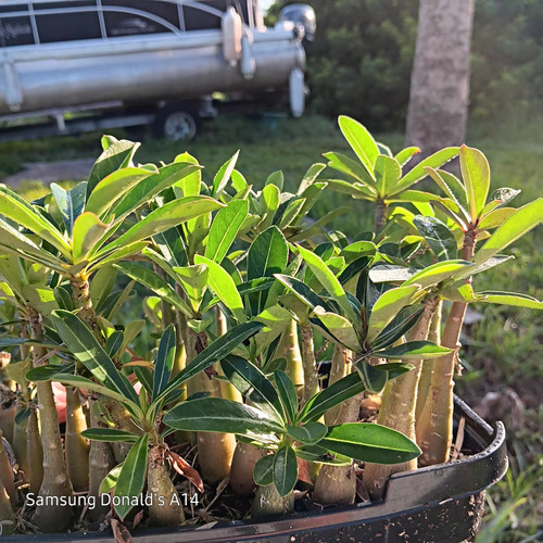 Adenium obesum desert rose - obesum, "desert