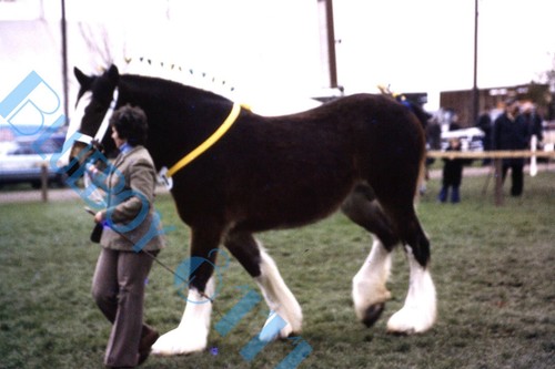 Brewery dray horse at - ,