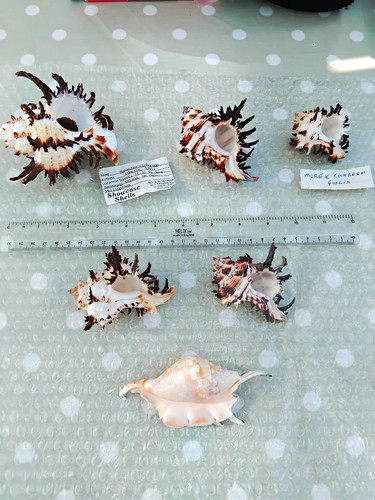 Mixed natural sea shells - sea,