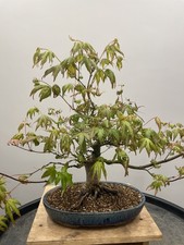 Japanese Maple Bonsai Tree