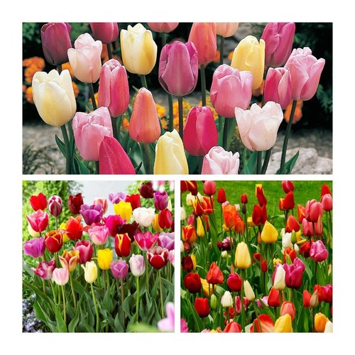 Mixed triumph garden tulips - mixed,