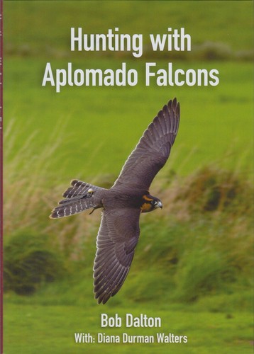 Dalton bob falconry - dalton,
