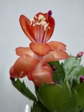 Orange Christmas cactus. SCHLUMBERGERA truncata. House Plants. indoors. 9cm pot