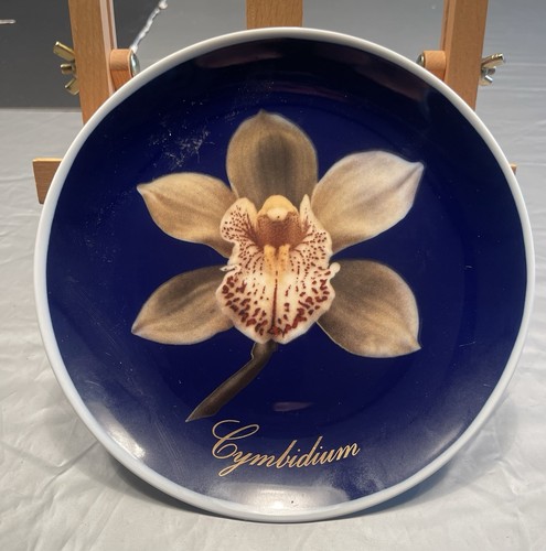 Cymbidium orchid plant - orchid,