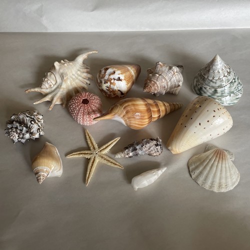 Vintage mixed sea - vintage, shell